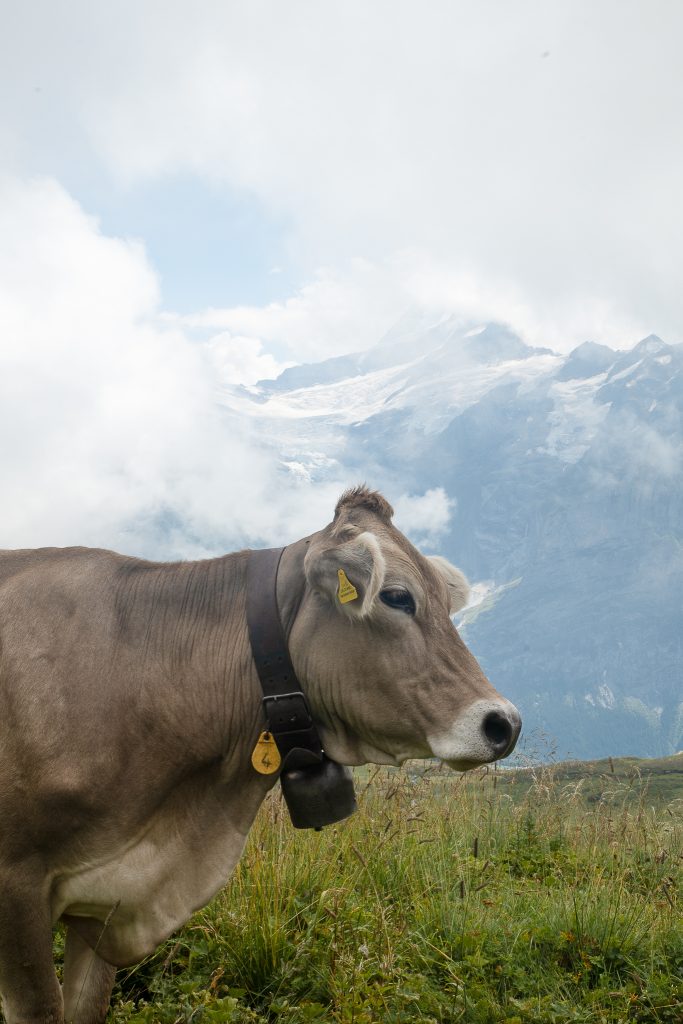Vache First Suisse