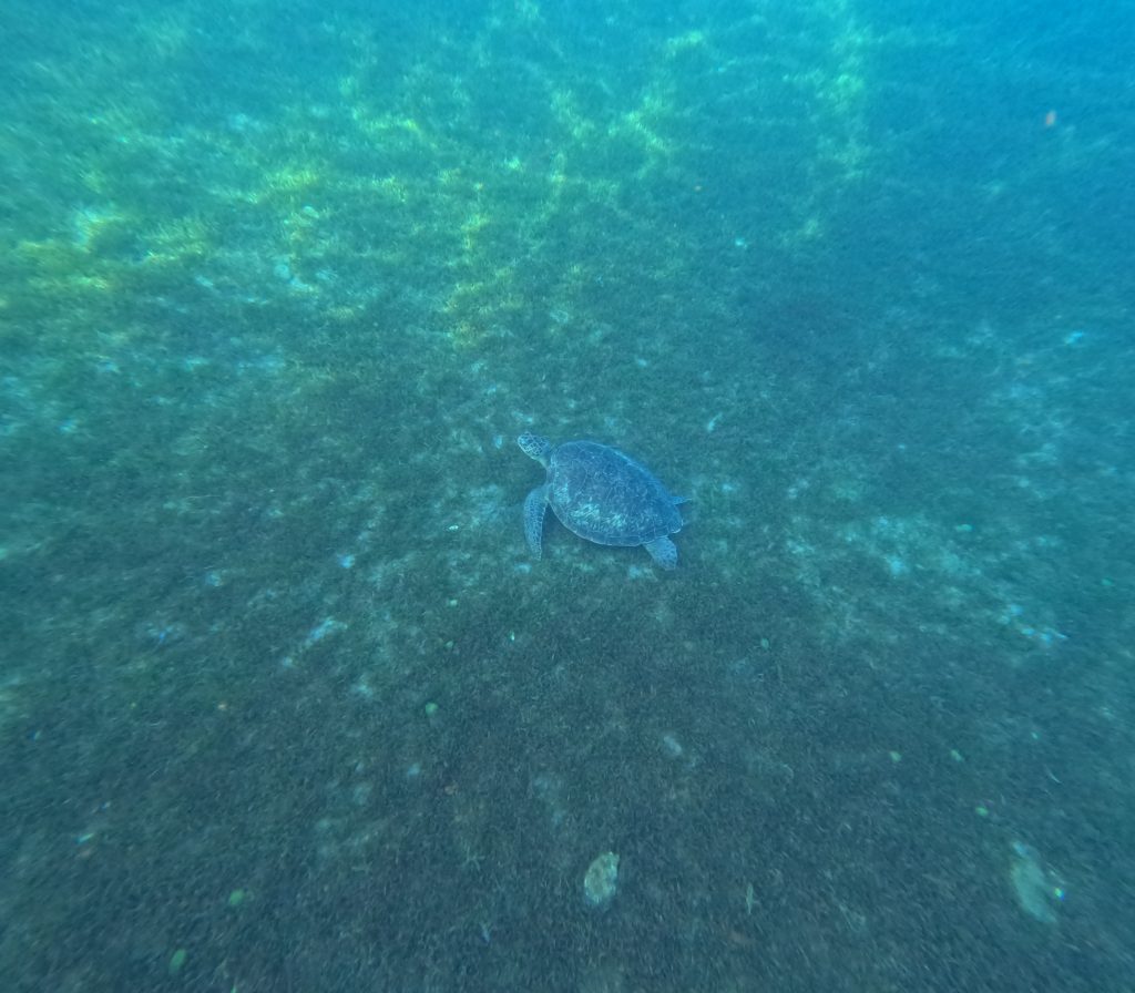 tortue Martinique