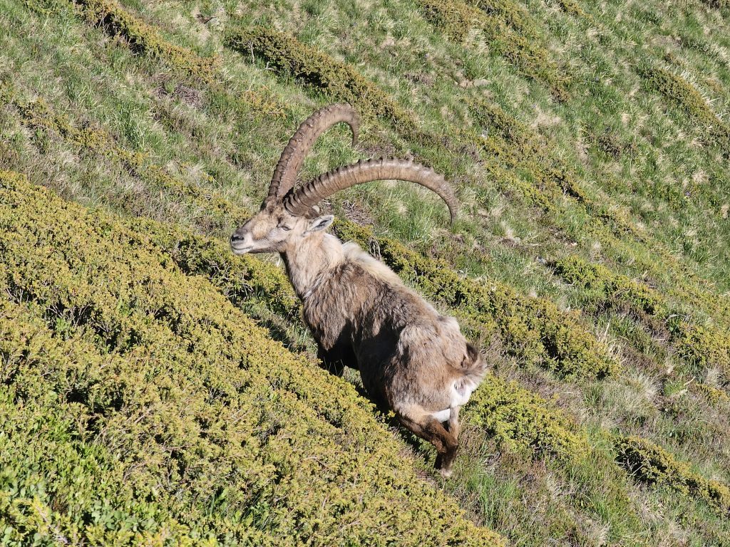 Bouquetin Haute-Savoie Aiguillette des Houches