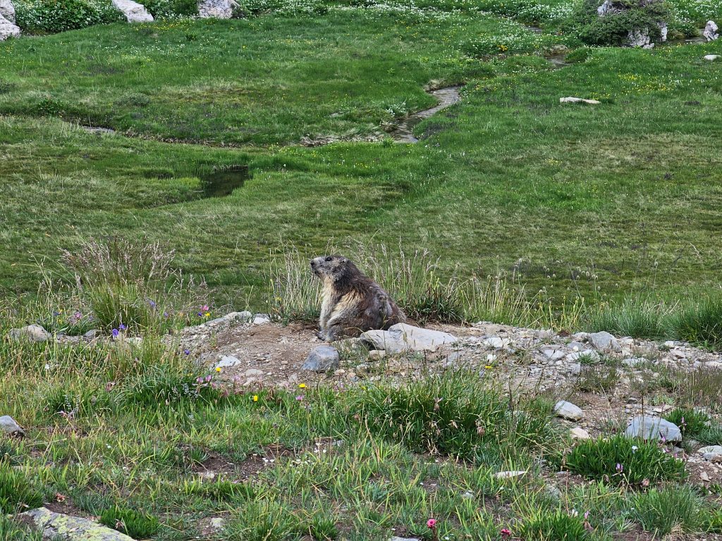 marmotte cerces