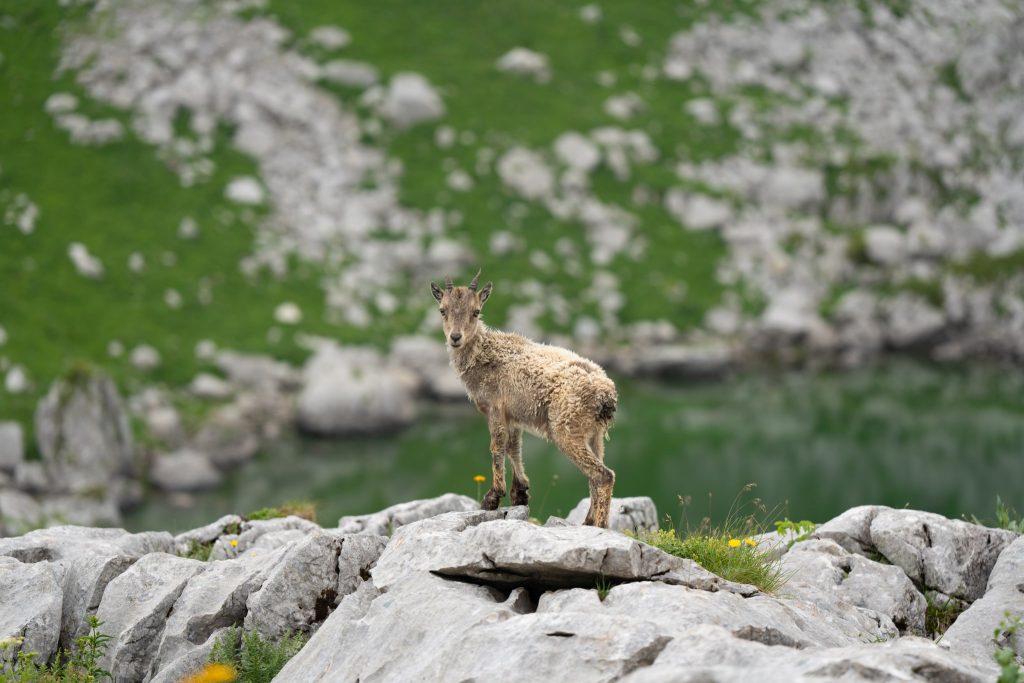 bouquetins haute savoie